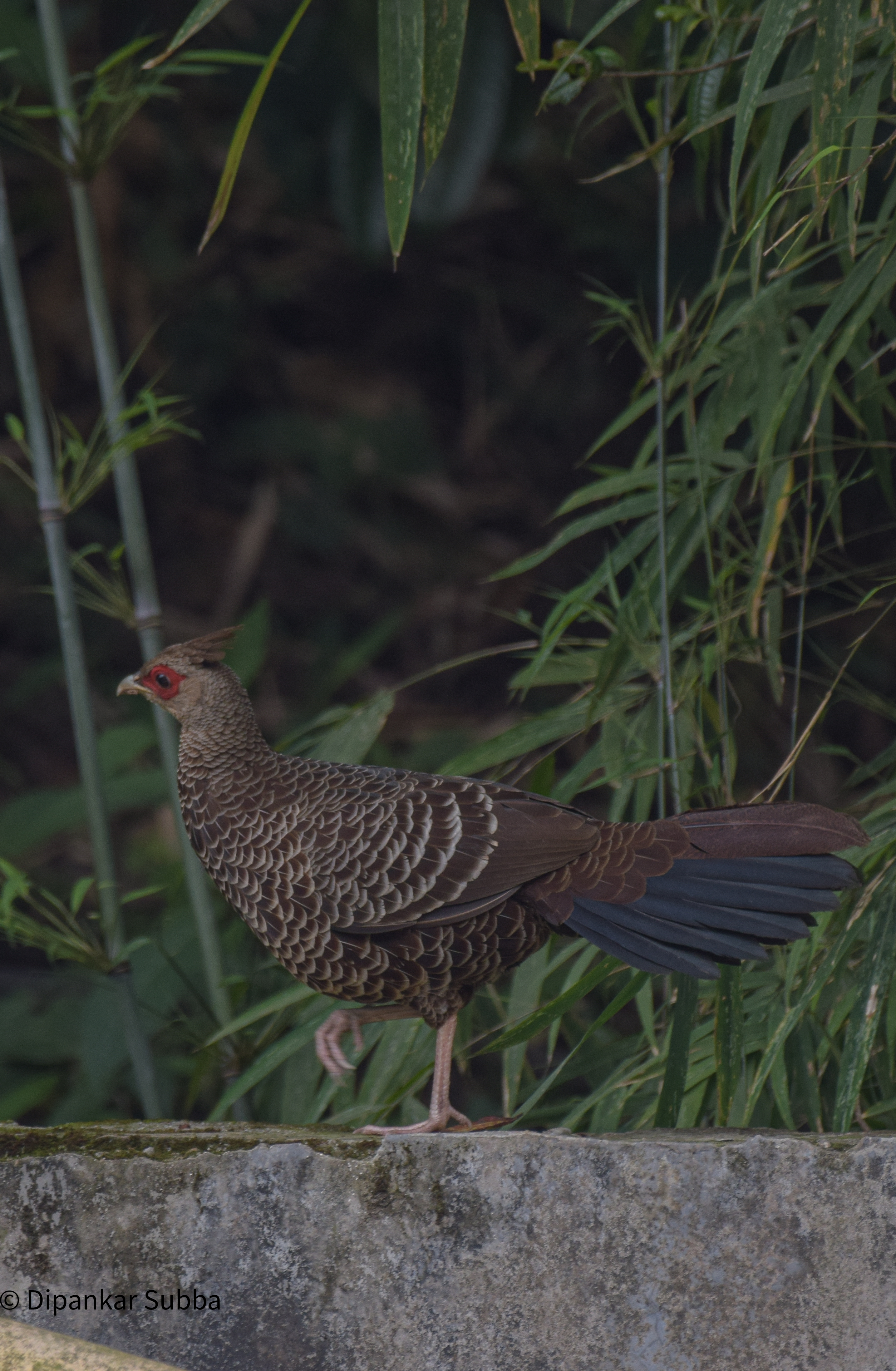 Kalij Pheasant